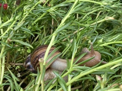 Lissachatina fulica