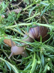 Lissachatina fulica