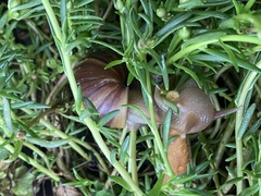 Lissachatina fulica