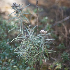 Gnaphaliothamnus salicifolius