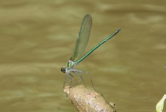 Calopteryx angustipennis