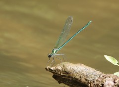Calopteryx angustipennis