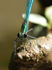Calopteryx angustipennis