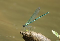 Calopteryx angustipennis