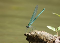 Calopteryx angustipennis