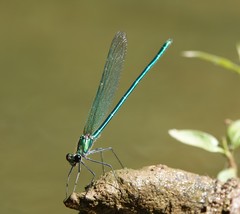 Calopteryx angustipennis