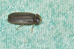 Lamprohiza delarouzei