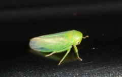 Macropsis