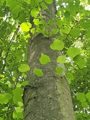 Tilia cordata