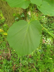 Tilia cordata