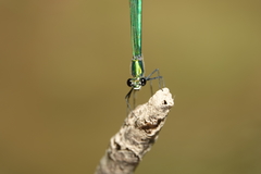 Calopteryx angustipennis