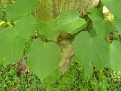Tilia cordata