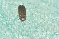 Lamprohiza delarouzei