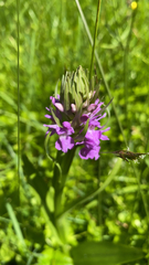 Dactylorhiza
