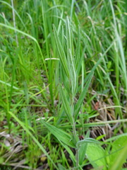 Media resource of Epilobium densum