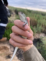 Ctenotus saxatilis