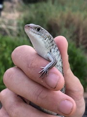 Ctenotus saxatilis