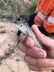Ctenotus saxatilis