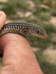 Ctenotus saxatilis