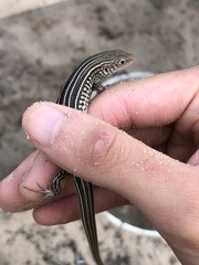 Ctenotus saxatilis