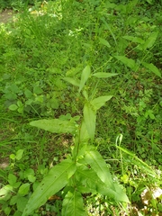 Rumex