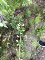 Noccaea caerulescens caerulescens