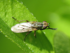 Pherbellia cinerella
