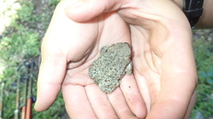 Rhinella spinulosa