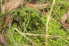 Racopilum cuspidigerum