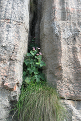 Adenostyles alliariae