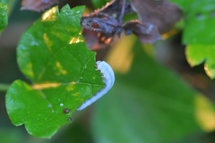 Monophadnus spinolae