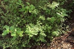 Chorilaena quercifolia