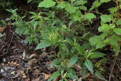 Trymalium odoratissimum