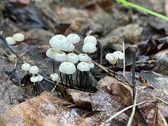 Marasmius