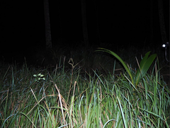 Dendrelaphis marenae