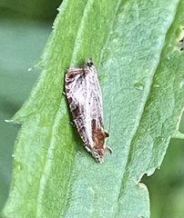 Olethreutes quadrifidum
