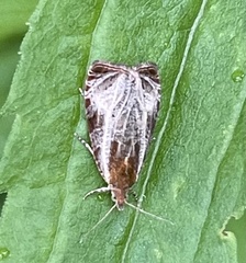 Olethreutes quadrifidum