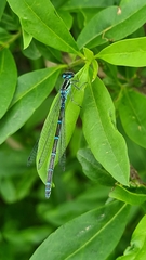 Coenagrion puella