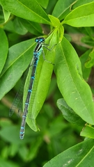 Coenagrion puella
