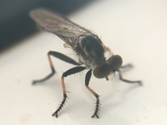 Asilidae