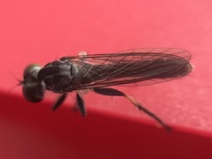Asilidae