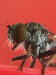 Asilidae