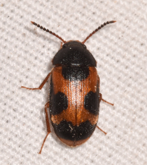 Mycetophagus punctatus