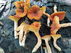 Cantharellus platyphyllus