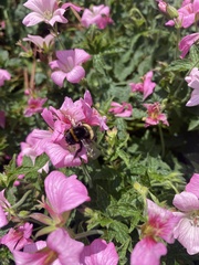 Bombus