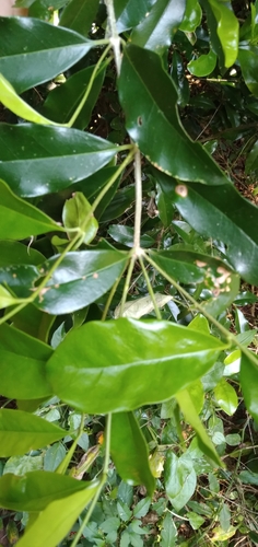 Image of Olea woodiana by (c) Rosemary Harrison, some rights reserved (CC BY-SA)
