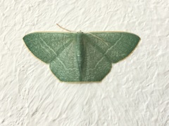 Thalassodes quadraria