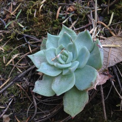 Echeveria subalpina