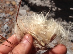 Tillandsia erubescens