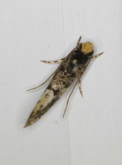 Monopis marginistrigella